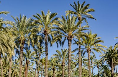 Elche